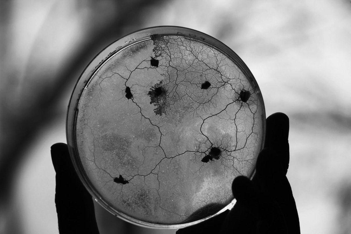 Dirty beats: hear music generated from bacteria bit.ly/1GoLoNG