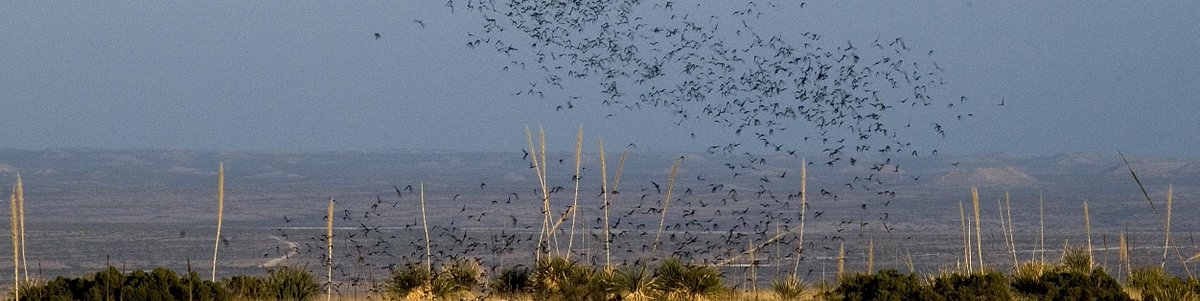 CavernsNPS's tweet photo. Bat flights have been extraordinary! If you've never seen it, make plans! Bats will be migrating soon. http://t.co/VhOyiBuoUz