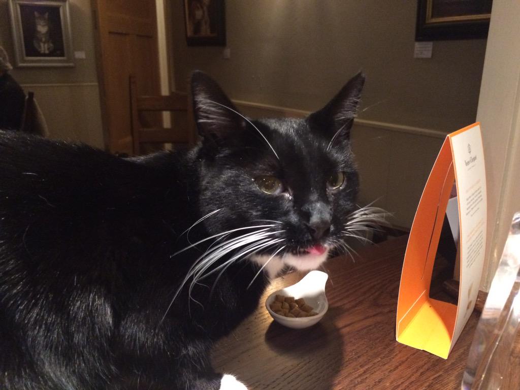Mally The Ex Pub Cat tweet media