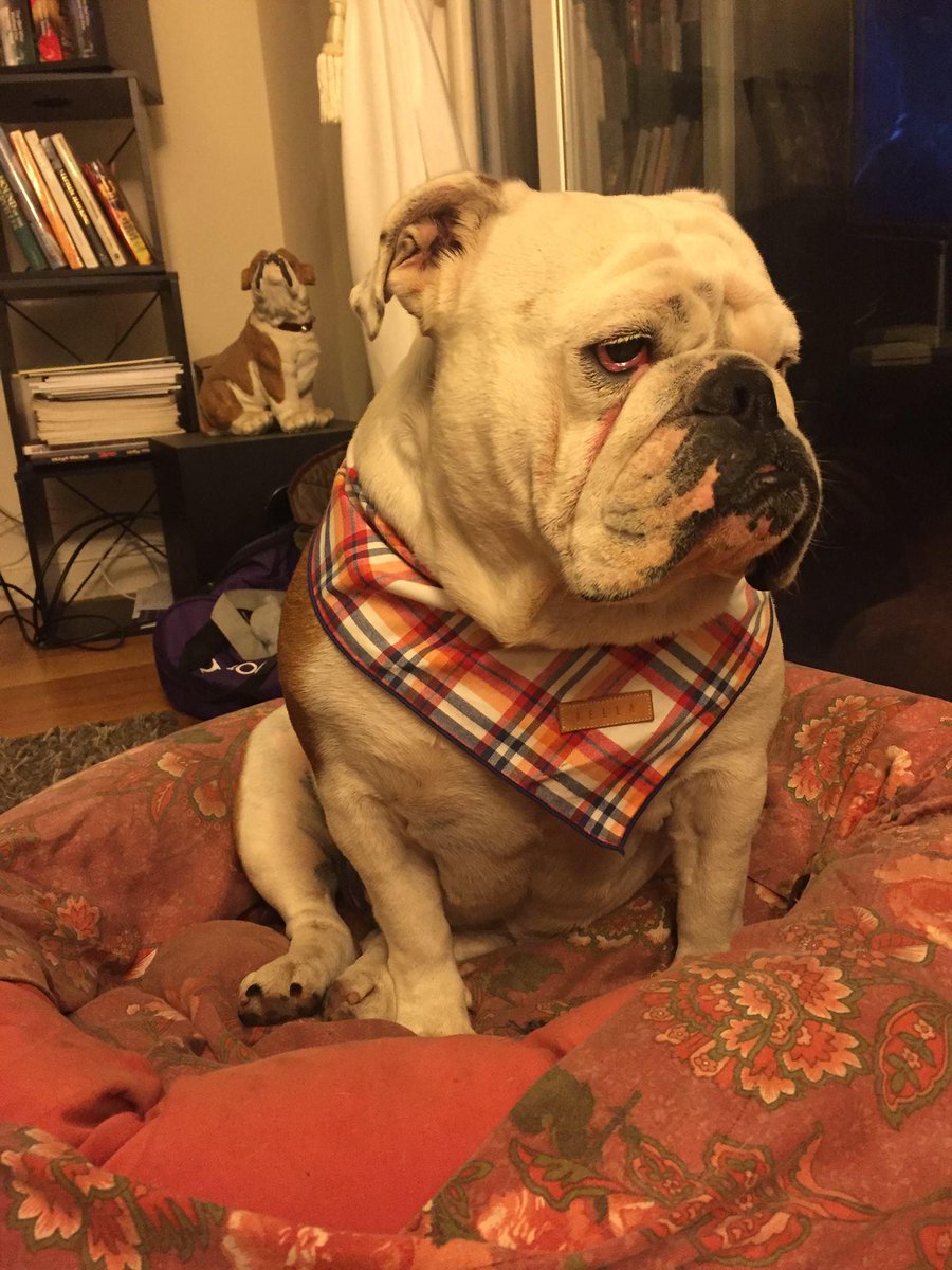 anabel_bulldog's tweet photo. Clothes...really? This is just embarrassing #BellaSF http://t.co/oEPKLpswT2
