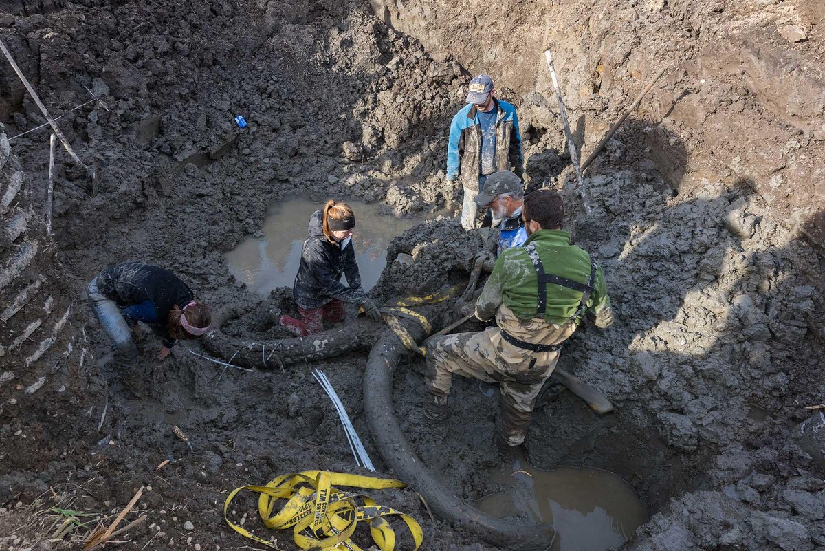 A farmer just found a near-complete woolly mammoth skeleton in his field:
bit.ly/1L1XL39
