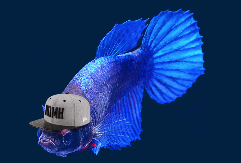 Vectorlwdg's tweet photo. Looks like I was able to get my fin on one. Check out my new hat.
What do you think @MStrooo6 @BlueJays @NEWEraTOR http://t.co/saleVOnbF2