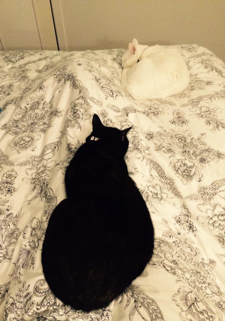 stepsistercats's tweet photo. Haha I got mums lap first http://t.co/gTh5b6uaia