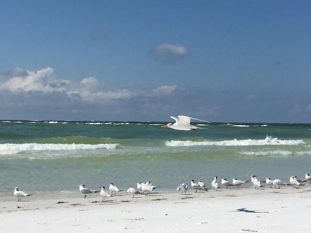 Floxie10's tweet photo. Saludos desde #BeanPoint! #AnaMariaIsland, #FloridaATB #RedATB A dos horas de Orlando en la costa Oeste 👍🏻🇺🇸🐠 http://t.co/TcaTUNCS2q
