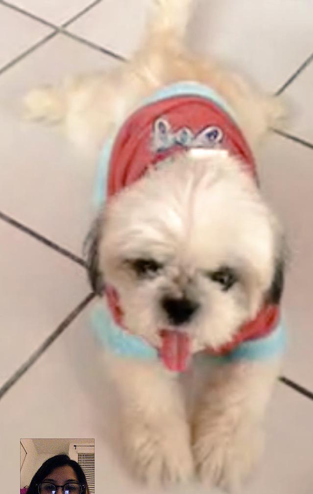 lynncaps's tweet photo. Chitchat with her 😘😂🐶 #missher http://t.co/LiitJ6QRE5
