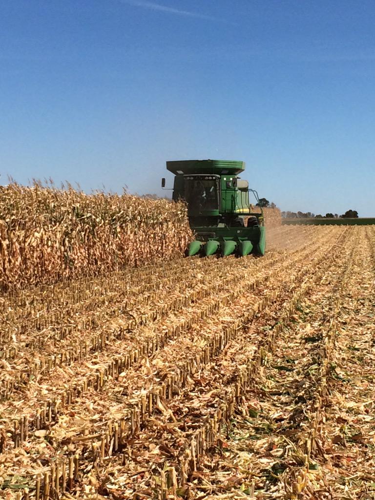 agronomylifer's tweet image. @CHSPrairieLakes DKC 44-13SS wins Hoffman plot at 243.6 bu/ac. @eaboyum @Asgrow_DEKALB #harvest15 #cornplot