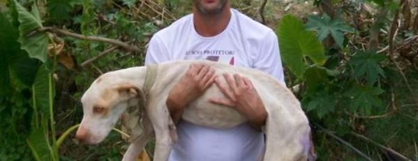 DatoCurioso_0's tweet photo. Encontró un pitbull en basural y mira lo que hizo -> http://t.co/5xURaNXVrU (Espero que sirva como ejemplo a seguir) http://t.co/jsB8bzuGHB