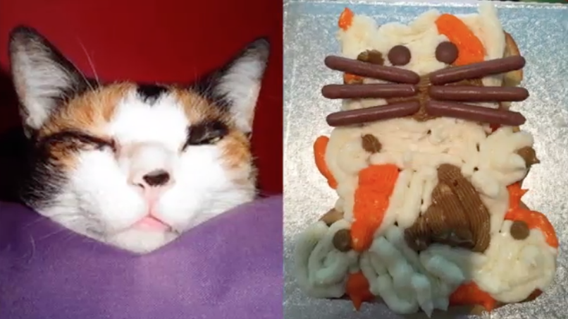 BritishBakeOff's tweet photo. Cat Picture + Cake Picture = Internet Holy Grail 
(Well done Rachel) #extraslice http://t.co/hPoHkkhbYj
