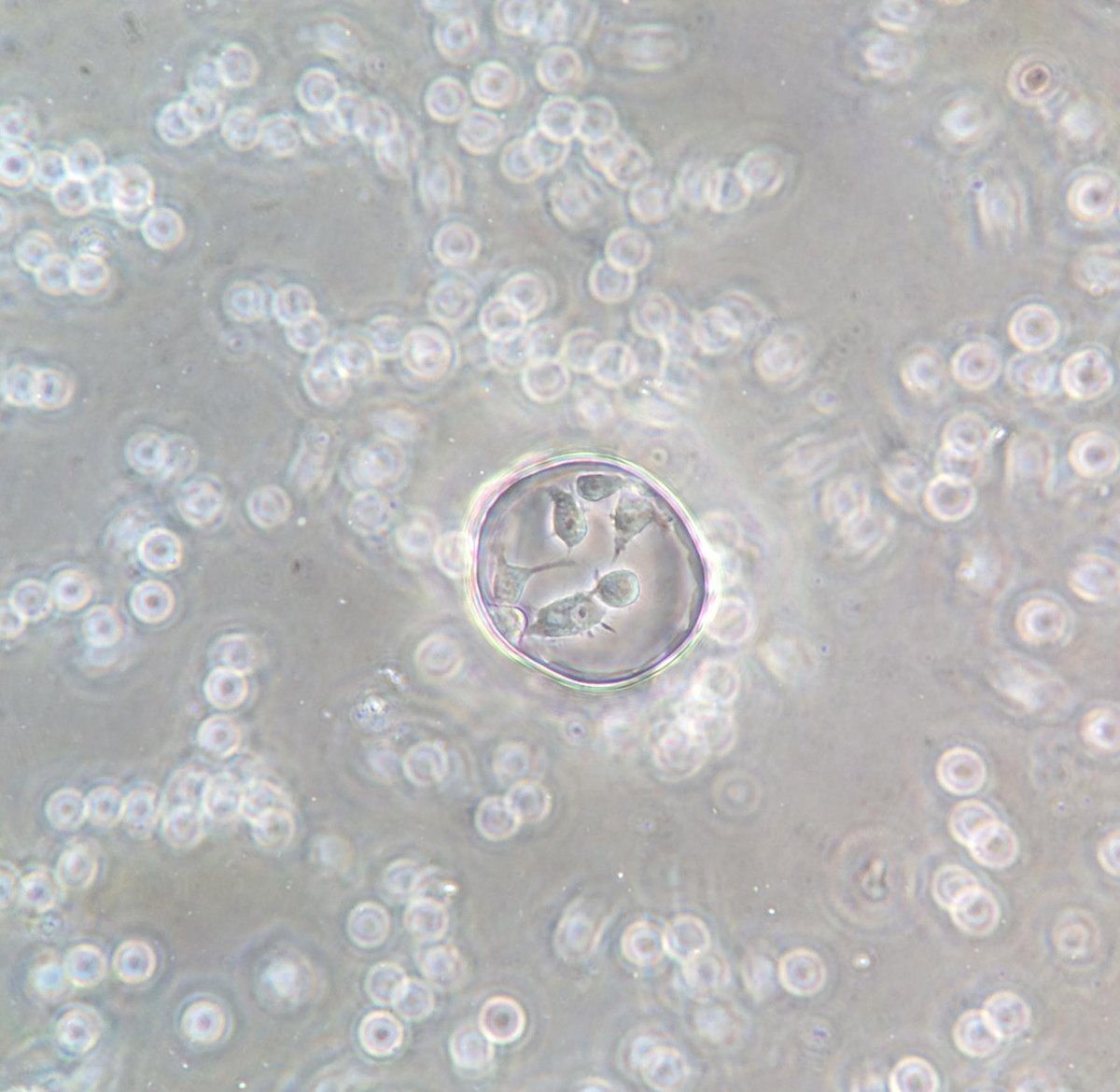 VargisLab's tweet image. Farhad grows cells on 50 um patches #KTEF #micropattern #BENG #USU #ORAU