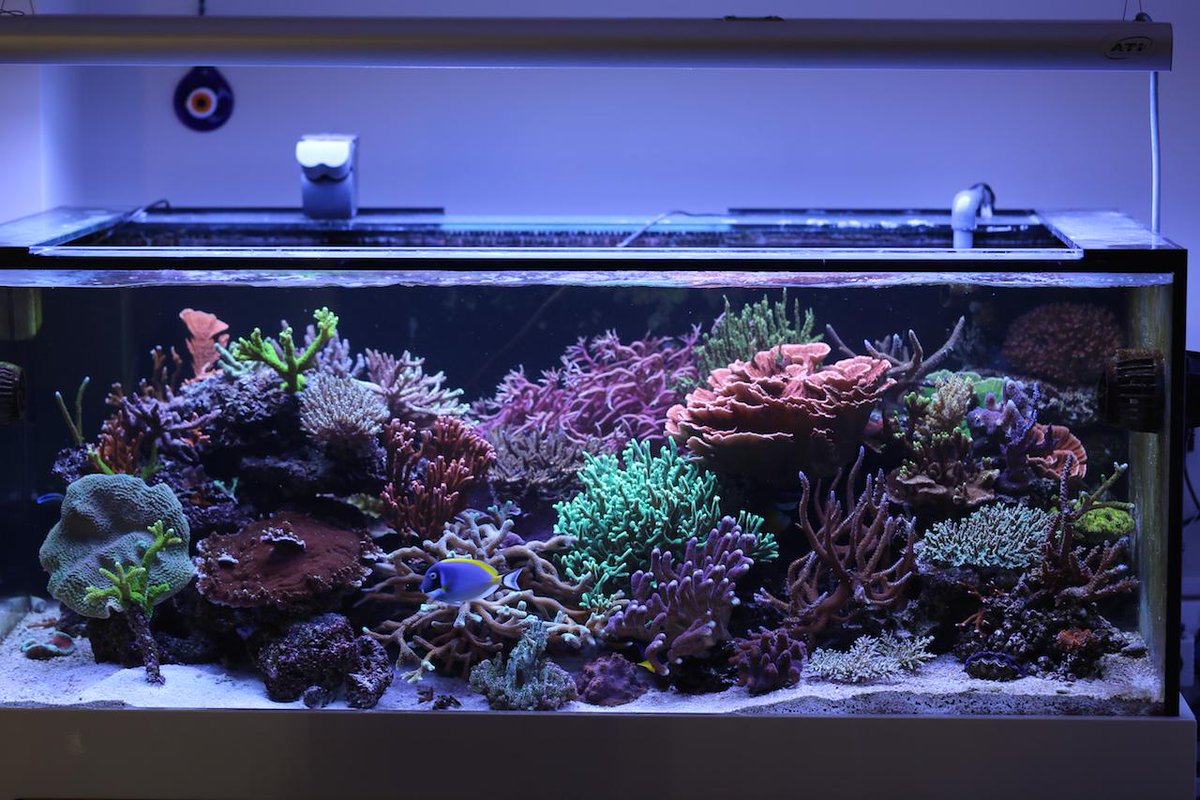 yoncaagac's tweet image. Uptated My 200 G reef tank #reefpack #reeftank @reefhqaquarium @reef2reef @reefcentral @aquamarine @APGAkvaryum