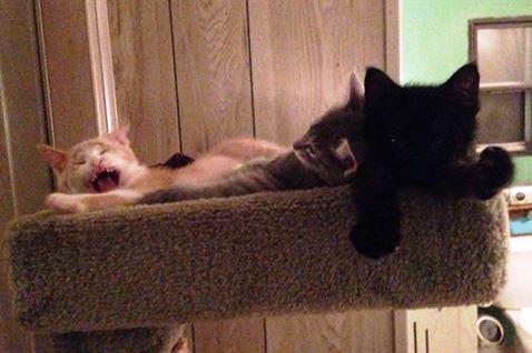 AOHAnimalRescue's tweet photo. Foster kittens Crush & crew (Nemo & Coral). #rescueapettoday #adoptdontshop #kittenblockbusters #kittens #kitty http://t.co/oodNfv1t0Q