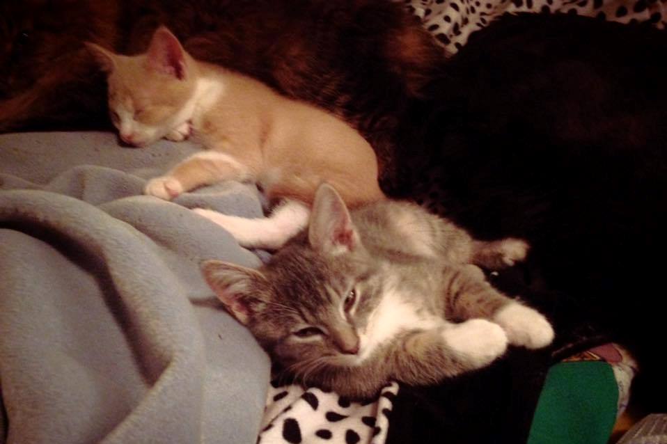 AOHAnimalRescue's tweet photo. Foster kittens Coral and Nemo. #rescueapettoday #adoptdontshop #kittenblockbusters #kittens #kitty #kittiesrule #meow http://t.co/7t8xF6aE8c