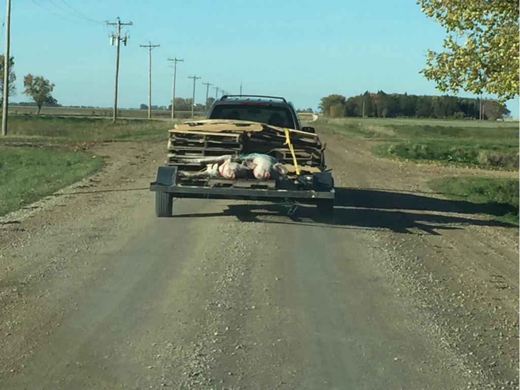 jongross100's tweet image. Pig roast anyone!!!!! #loadofhogs #secureload #tiethemdown #gottago