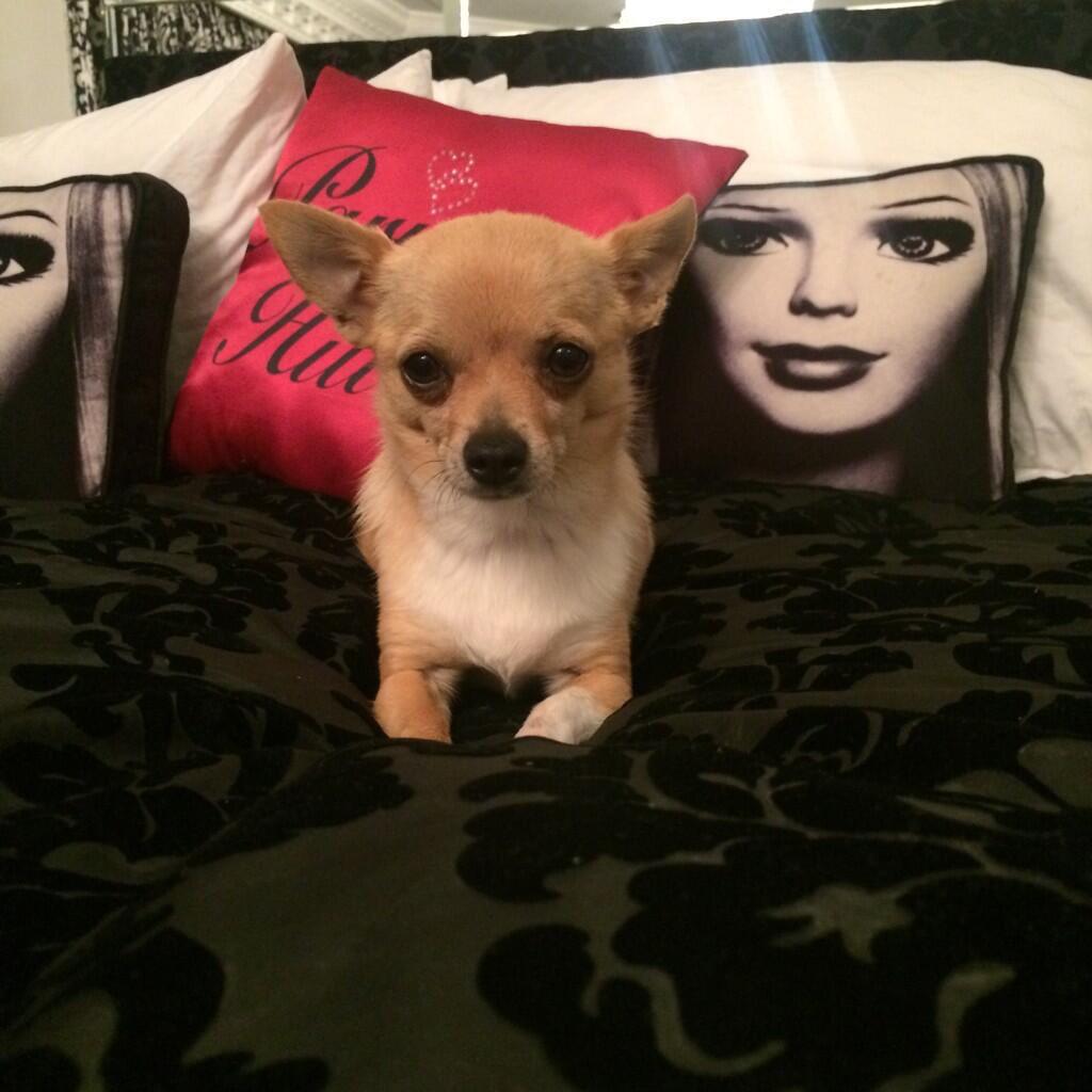 CrystalBarnesxD's tweet photo. Tinker bell wants to see you at movie night! Big announcement coming! http://t.co/wCOqEqxFWp