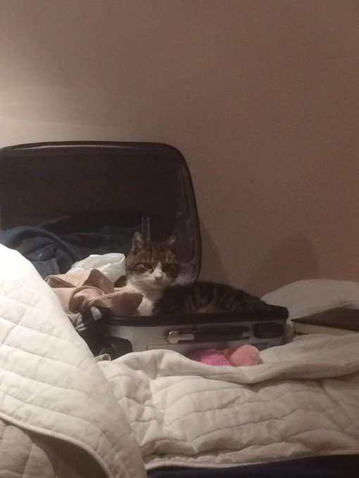 When you have a comfortable bed as he lies in a suitcase. how sick it may be. http://t.co/eTgq95jTst<a href="/tag/songpop"class="tags"><span>#songpop</span></a>