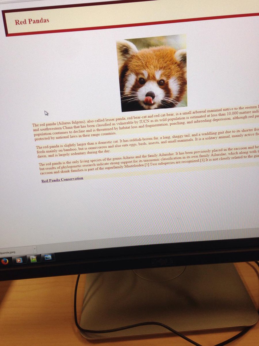 tba_squad's tweet photo. We could make a webpage about whatever we wanted so... #comp1017 #respecttheREDpanda #dmit1001 -JR http://t.co/Lsz9o2HMTx
