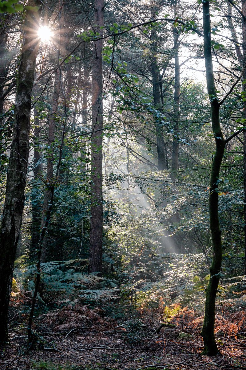 julianf1972's tweet photo. 02/31 #octoberchallange #PhotoADayForAMonth #Fujifilm #XT1 #forest #trees #Ashcombe #sunray @DevonLife @DevonWildlife http://t.co/U4BwsrVxQn