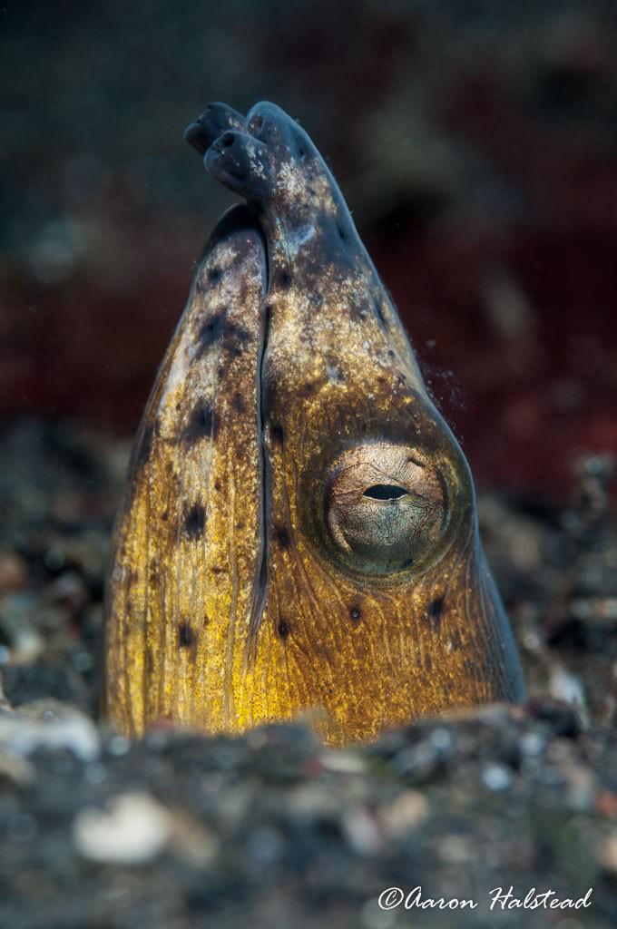 nullframe_'s tweet image. Lembeh/Bunaken 2015 aaronhalstead.com/2015/10/02/lem…