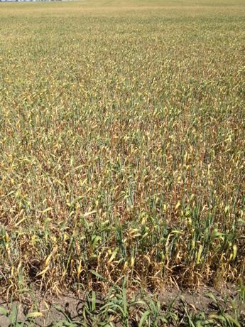 Think this one is cooked. Only 3 days of heat to go