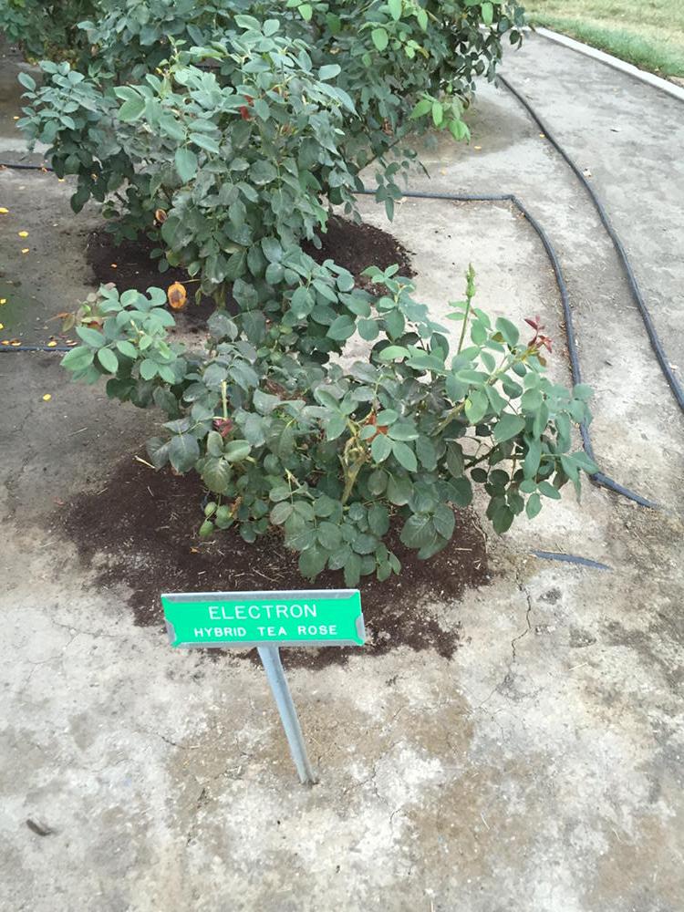 misteanjava's tweet image. #scavengerCSTA15