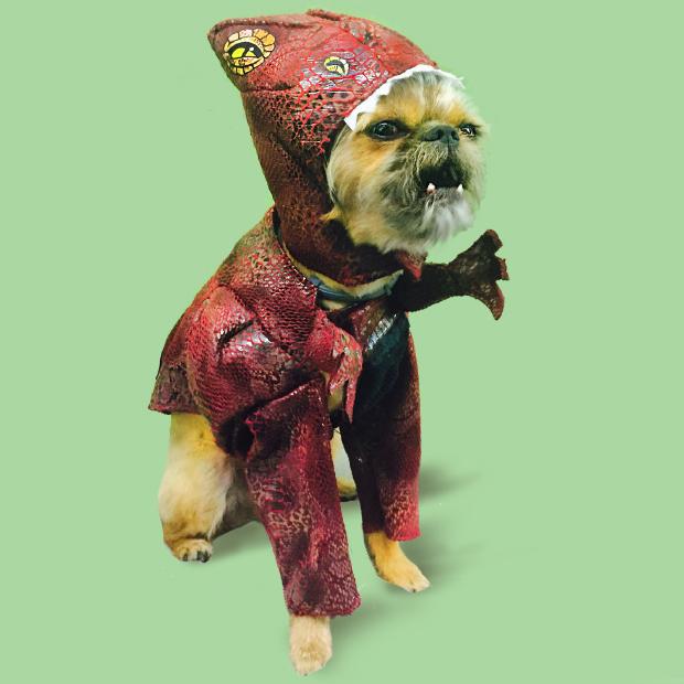 GarthStartupDog's tweet photo. It's Friday Night. Gimme some T-Rex Jokes! #startup #startuplife http://t.co/o1vwjuHNns