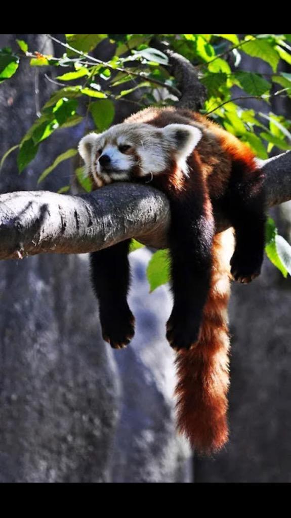 buddysrawmeat's tweet photo. Ah, weekend here at last ... http://t.co/mjKVDY1wAh
