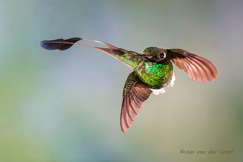 All #Hummingbirds can fly in any direction, the ultimate freedom! #BootedRacketTail in #Ecuador by @JanvanderGreef