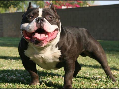 iRazasdePerros's tweet image. Raza: American Bully
Origen: USA
Peso: 25 a 37 kg
Tamaño: Mediano
Carácter: Manso, leal cariñoso con los niños acivo