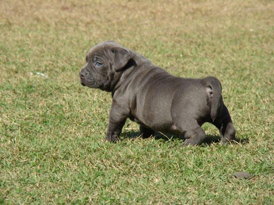 iRazasdePerros's tweet image. Raza: American Bully
Origen: USA
Peso: 25 a 37 kg
Tamaño: Mediano
Carácter: Manso, leal cariñoso con los niños acivo