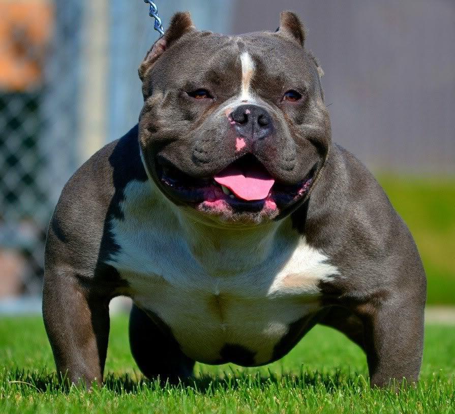 iRazasdePerros's tweet image. Raza: American Bully
Origen: USA
Peso: 25 a 37 kg
Tamaño: Mediano
Carácter: Manso, leal cariñoso con los niños acivo