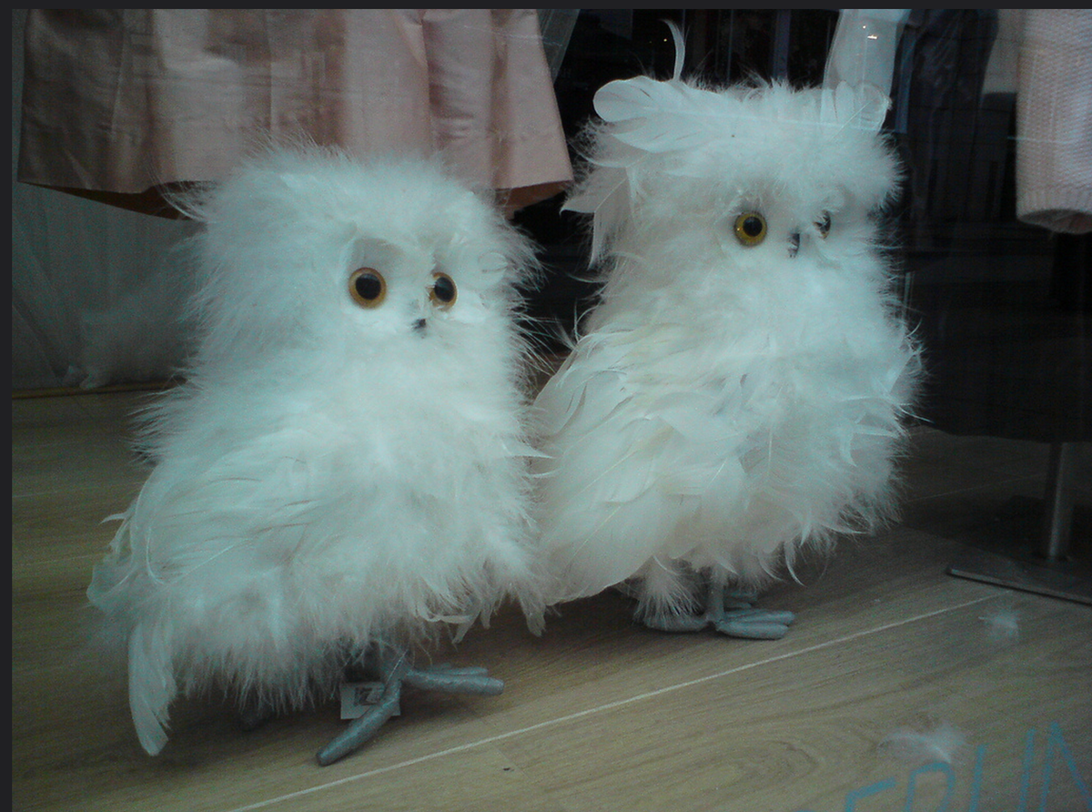 janmpdx's tweet photo. #ThisCouldBeUsBut you became an analytic philosopher. 
#OwlsOfMinerva http://t.co/VvOjKEuGse