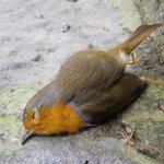 RT @nandofnt: Per non far del male basta aprire gli occhi 