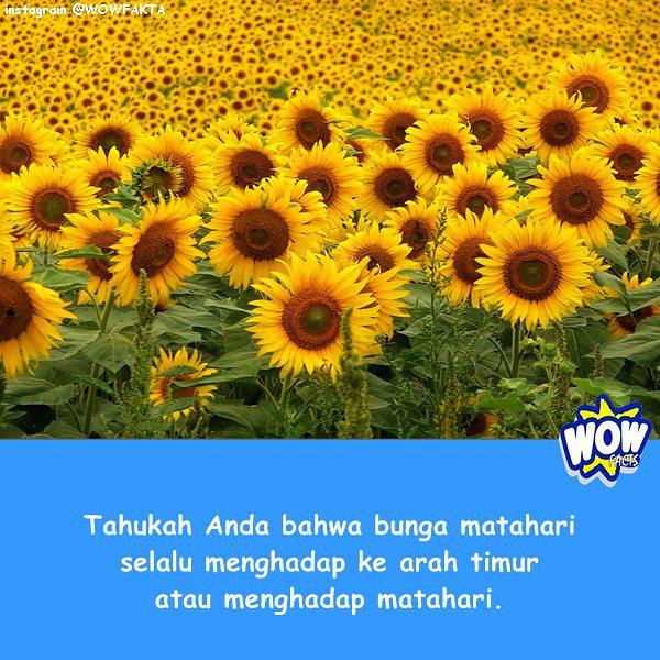kontenwow's tweet photo. Faktagram hari ini adalah #tahukahkamu #tahukahanda #wowfakta #fakta #faktanya #wow #mostpo… http://t.co/g9jDyEJOJu http://t.co/eCXvFlkCed
