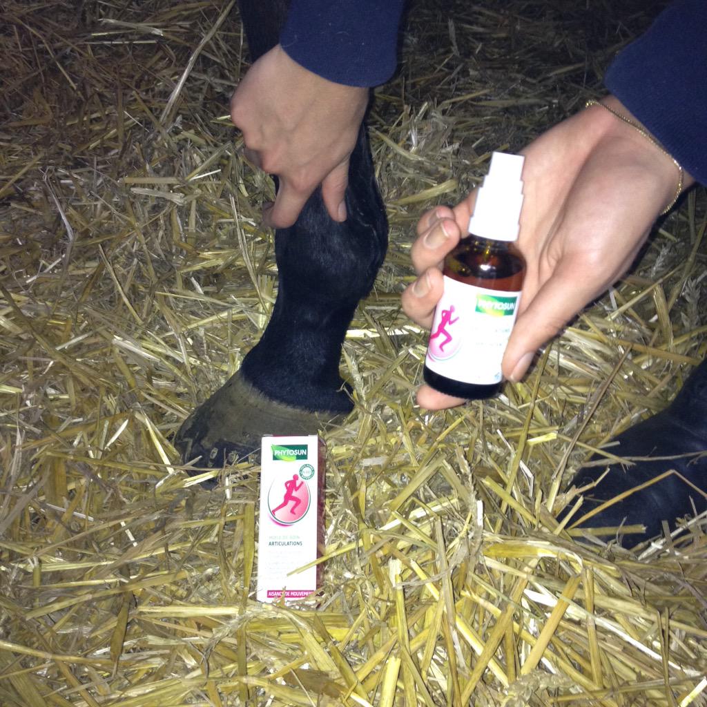 marjotherasse's tweet photo. journée mondiale des animaux : huile de soin articulations et muscles Phytosun pour ce cheval 😊#Phytosundétente http://t.co/iLDHUSK8jw