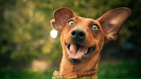 ClaphamCommon1's tweet photo. Who's excited about the #Clapham Common Dog Show tomorrow? Only everyone!! Spread the word, going to be a fun day :) http://t.co/Ao3Hm5PLi6