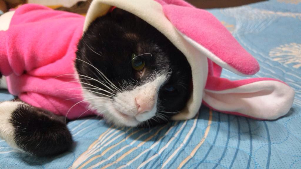 dahaeng_i's tweet photo. [무한RT]핫핑크토끼옷도 잘 소화하는 장애묘 행운이, 평생 불구로 살아야 하는 불행한 아이에게 "RT"로 행운을 나눠주세요. 
http://t.co/jKogWtHMow http://t.co/CBpXcmrB73