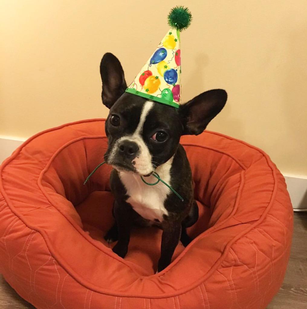 Dog Birthdays On Twitter Hey There Http t co ybWZL5IztX dog-birthdays-on-twitter-hey-there-http-t-co-ybwzl5iztx