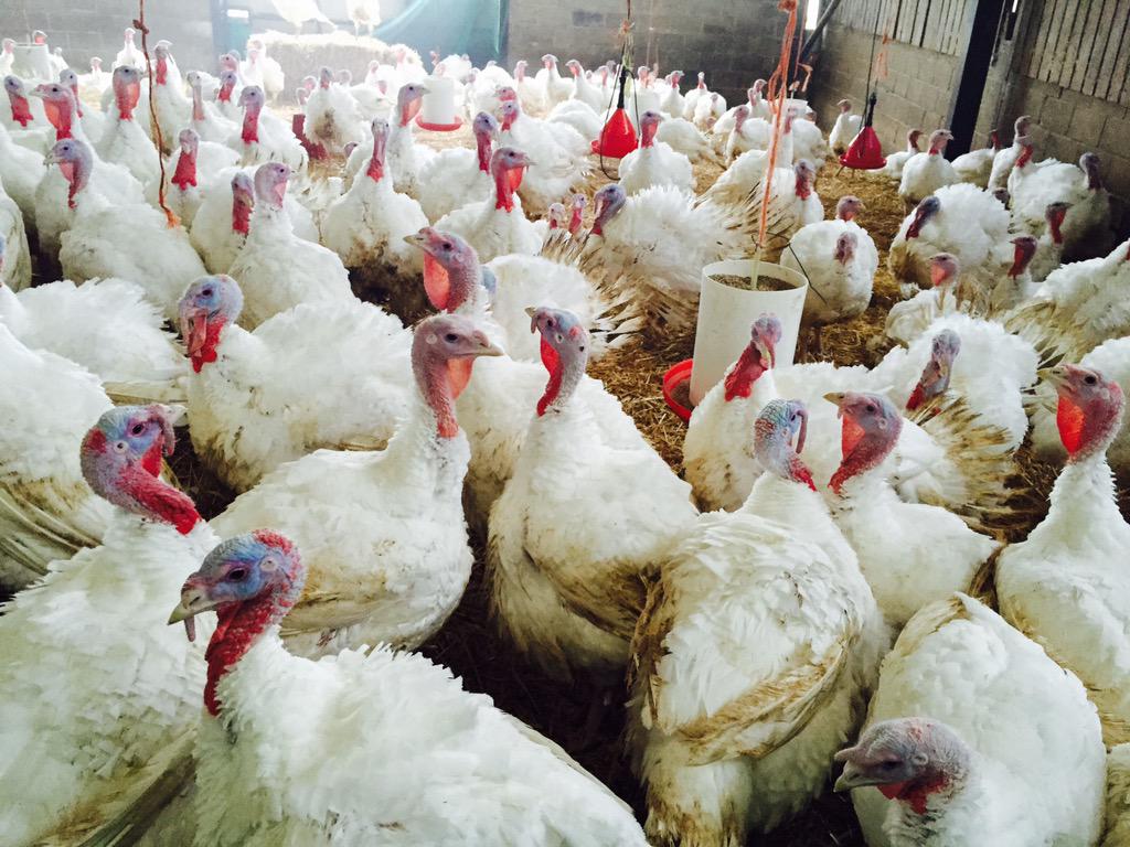 Fattening up the turkeys ready  for Christmas <a href="/MBFarmsKent/">MB Farms</a>