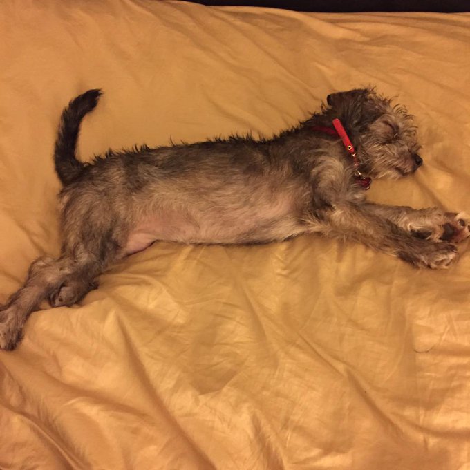 My phone is filled pictures of food, smut, and my dog. http://t.co/FcLe0M8JaO