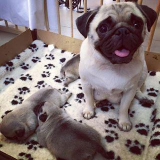 Joy_PhotoCam's tweet photo. #Penny #pug #babies #puglets #pugsofinstagram #Bellamack #australia #Northernterritory http://t.co/1p017NvHdd http://t.co/nTpwtCz5s5