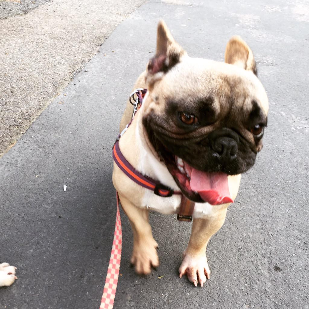 Mrs_V_'s tweet image. Afternoon all :) #peaches #HappyEars #frenchie #frenchbulldog #LoveHer