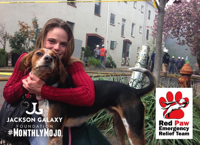 JGalaxyProject's tweet photo. #MaximizeYourMojo by helping out @RedPawRelief, the #MonthlyMojo pick for Oct. http://t.co/uL9ie0GUzA http://t.co/hdLtbwRzb1