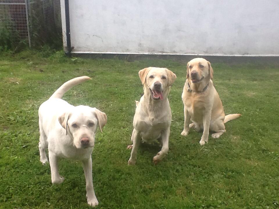 Always one ! May be 3 .... 💕💕💕🐶