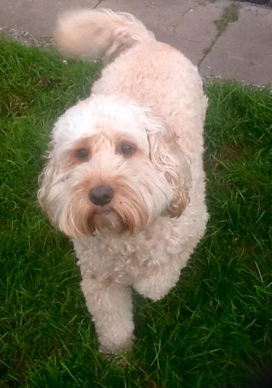 Louie 💕💕💕🐶