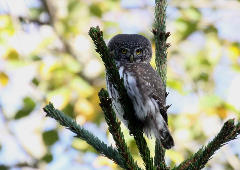 Apodziņš Slīteres Nacionālajā parkā. <a href="/SlitereNP/">Slitere NationalPark</a>. #EuroBirdwatch #Latvia