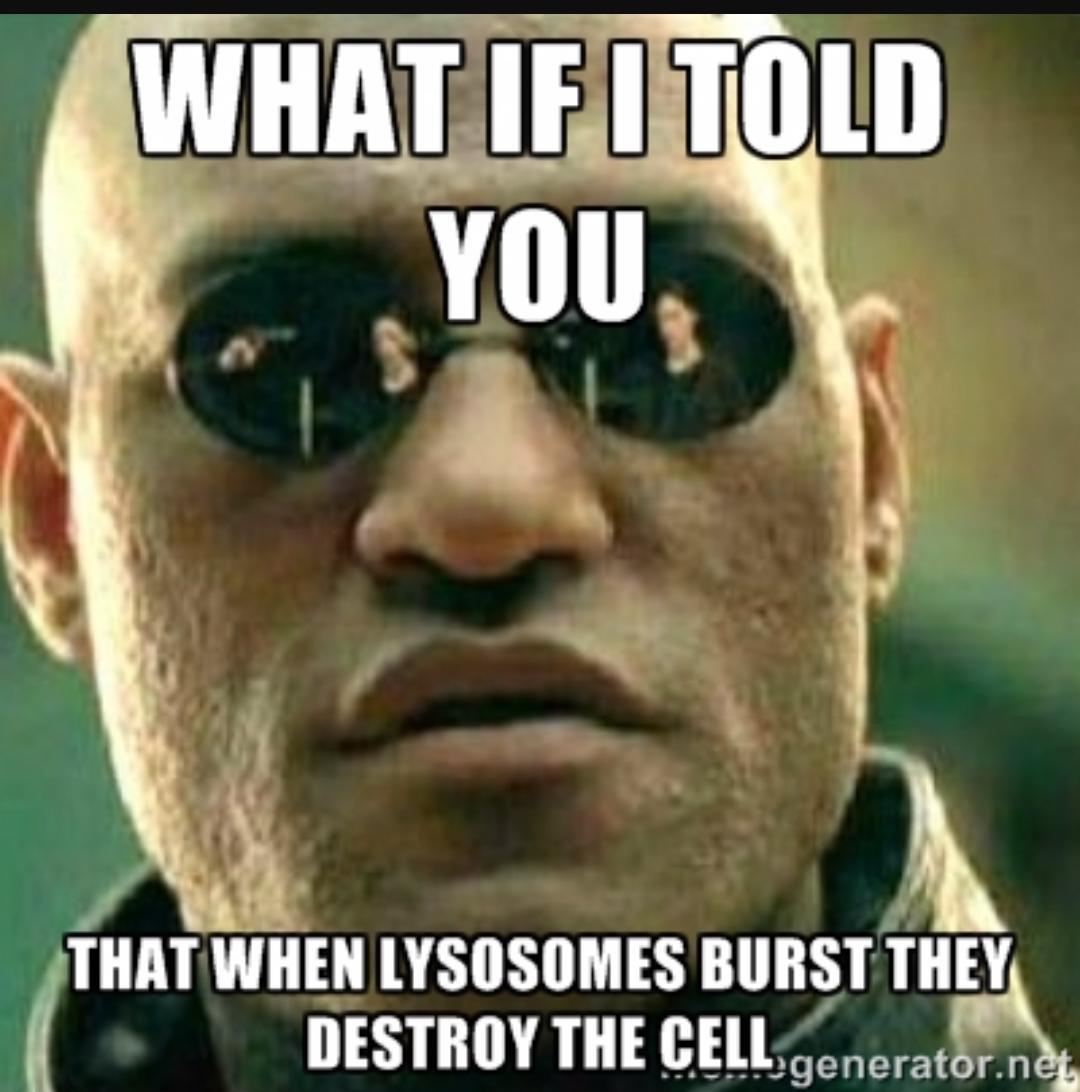 thebestpartmito's tweet photo. @livin_lysosomes @MrHeitkamp #organellewars http://t.co/qWoL8nB74g