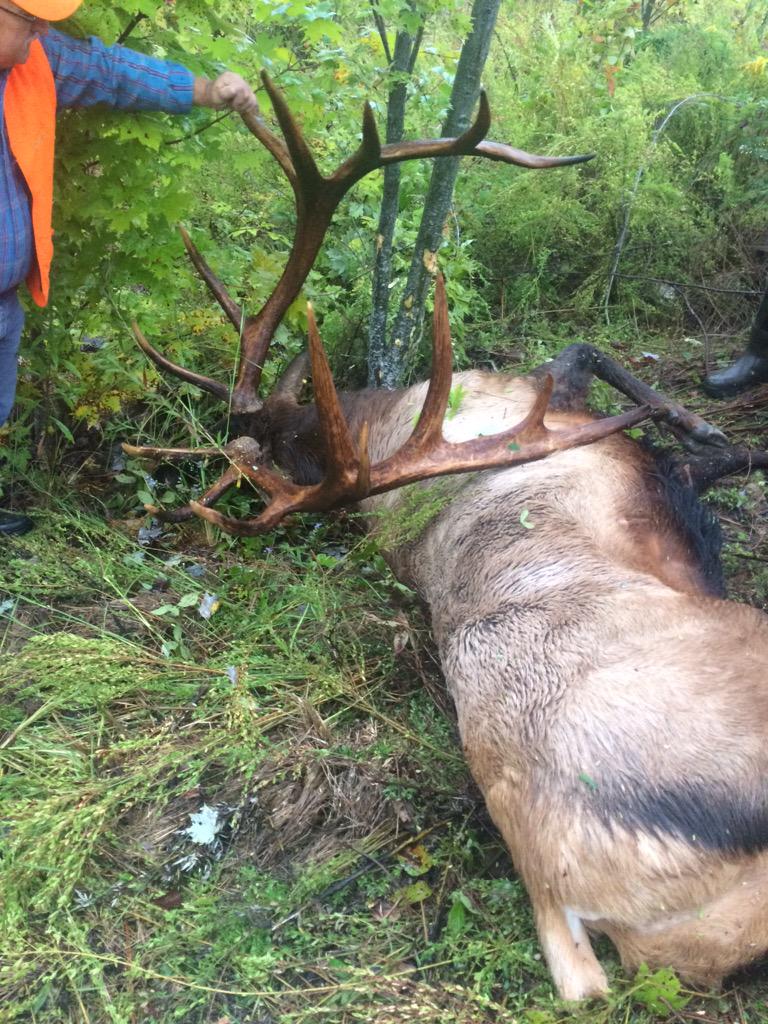 HuntingRb's tweet photo. Sucessful hunt on opening day 370 class bull 9x8 great hunting contact us for you a bull this big http://t.co/y6FM11mEzw