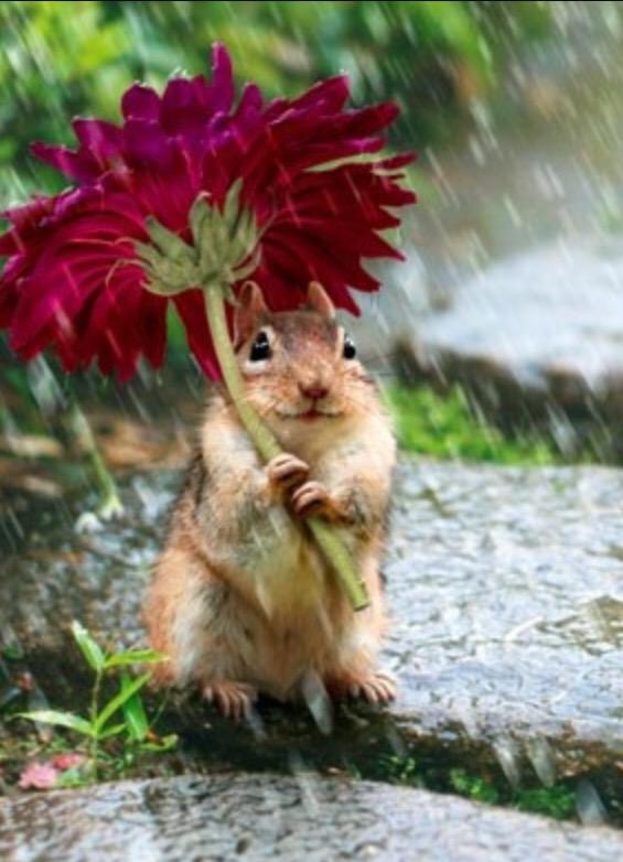 USCSquirrel's tweet photo. Wake up gamecocks, it may be flooding but it's still GAMEDAY!!! #weouthere #hurricaneorshine #wetsquirrel #BEATMIZZOU http://t.co/zxXxkeqmgN
