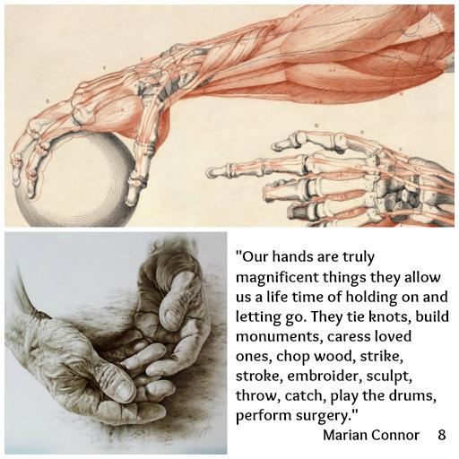 8intheuniverse's tweet photo. "Our hands are truly magnificent things..." Marian Connor http://t.co/SGyL52b1I0 #anatomy #curiosity http://t.co/eGCr3NqFZJ