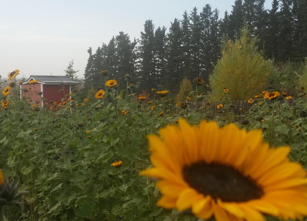 eaglecreekfarms's tweet photo. Sunflowers in October.   #amazingfall Flowers and Strawberries at market today @MardaLoopCA and @CountryThymeF http://t.co/jQDhOSTkSn